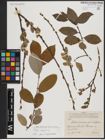 Foto von Salix caprea L.